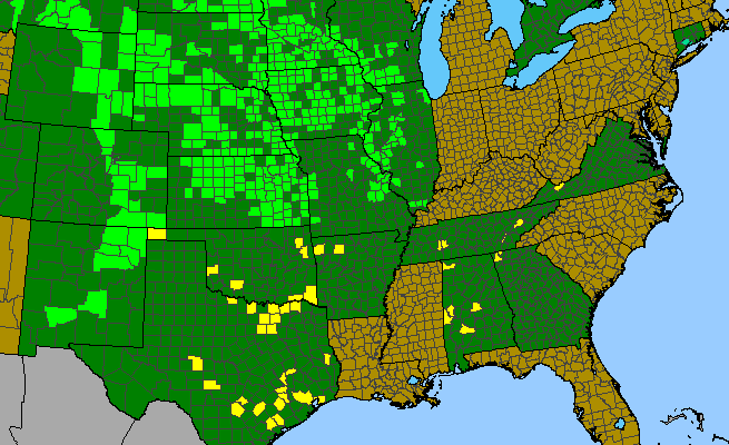 The range of Lithospermum occidentale